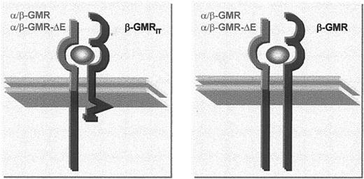 Fig. 4. Intracellular configuration of GMR complexes. / The images present configurations of cytoplasmic β-GMR sequences in cells expressing chimeric α/β-GMR–constructs and β-GMRIT or β-GMR.