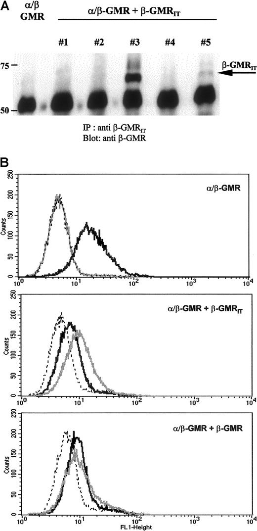 Fig. 5. Protein expression of α/β-GMR, β-GMR, and β-GMRIT in transfected BaF-3 cells. / (A) Immunoprecipitates of β-GMRIT from BaF-3/α/β-GMR (left) and BaF-3/α/β-GMR plus β-GMRIT cells (clones no. 1 through 5) were immunoblotted with a monoclonal antibody against the extracellular domain of β-GMR and β-GMRIT. The molecular weight is given in kilodaltons on the left, and the migration of β-GMRIT is indicated by the arrow. (B) BaF-3/α/β-GMR (top), BaF-3/α/β-GMR plus β-GMRIT(no. 3, middle), and BaF-3/α/β-GMR plus β-GMR (bottom) cells were stained with an anti–α-GMR antibody recognizing α/β-GMR (black) and an anti–β-GMR antibody recognizing both β-GMR variants (gray) followed by FACS analysis. The interrupted line represents controls stained with the secondary antibody only.