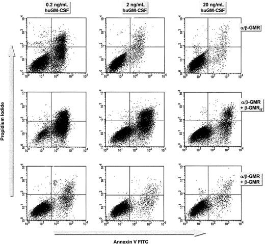 Fig. 7. Effect of β-GMR and β-GMRIT on α/β-GMR–mediated cell survival. / The α/β-GMR–mediated cell survival is supported by β-GMR but inhibited by β-GMRIT. BaF-3/α/β-GMR (top), BaF-3/α/β-GMR plus β-GMRIT (clone no. 3, middle), and BaF-3/α/β-GMR plus β-GMR cells (bottom) were grown in 0.2 (left), 2 (middle), or 20 ng/mL huGM-CSF (right). Cells were incubated with PI and annexin V after 48 hours and analyzed by FACS. Annexin V–positive cells were considered apoptotic. When the cells were cultured in WEHI-CM, the rate of apoptosis was equally low (less than 6%) in all clones tested. Data represent 1 out of 3 experiments.