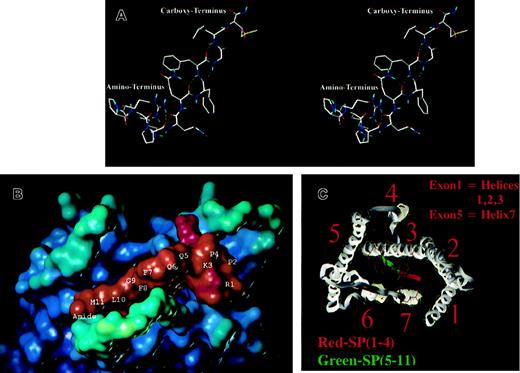 Fig. 8. Steric and overhead views of SP and SP binding. / (A) Steric view of SP. Yellow dashed lines represent hydrogen bonds. (B) Overhead view of SP binding to NK-1 represented as solvent accessible surfaces. Colors represent electrostatic potential, with red indicating positive and blue, negative. (C) Overhead view of SP binding to NK-1 with the binding domains shown for SP(1-4).