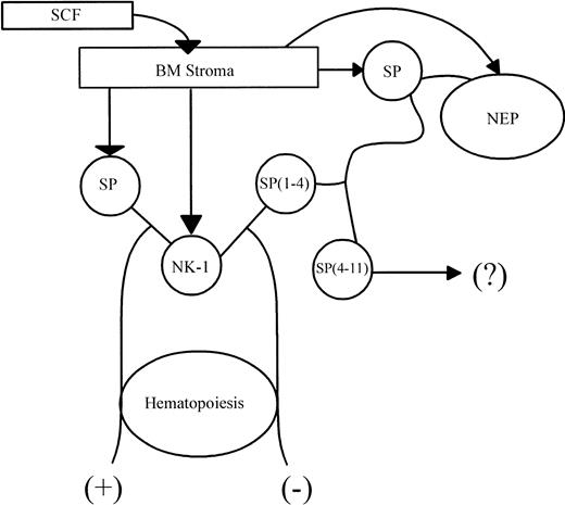 Fig. 9. Model of hematopoietic feedback by SP(1-4). / SCF mediated the release of SP from BM stroma with concomitant expression of NK-1. SP–NK-1 interaction leads to hematopoietic stimulation (+). NEP, which is also induced in the SCF-stimulated stroma, uses SP as its substrate to produce SP(1-4). Interaction between SP(1-4) and NK-1 negatively regulates the stimulatory effect of SP on hematopoiesis (−). The fate of SP(4-11) is yet to be determined (?).