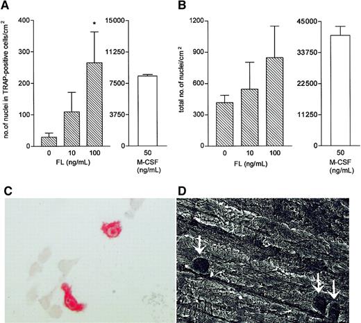 Fig. 1. Induction of TRAP-positive cells by RANKL in the presence of FL. / Bone marrow cells were incubated for 6 hours at 3 × 105cells/mL. Nonadherent cells (3 × 104/well) were then incubated in RANKL (100 ng/mL) and FL for 6 days before the assessment of (A) TRAP-positive cell numbers and (B) total cell numbers. Figures are mean ± SEM of 6 cultures per variable. Cultures in which M-CSF (50 ng/mL) replaced FL were included for comparison. No TRAP cells developed in cultures to which RANKL had not been added. *P < .05 versus no FL/M-CSF. (C, D) Formation of TRAP-positive cells capable of bone resorption by RANKL and FL. Nonadherent bone marrow cells were incubated with RANKL (100 ng/mL) and FL (100 ng/mL) for 6 days (for TRAP staining) or 10 days for bone resorption. (C) Two strongly TRAP-positive mononuclear cells, and several TRAP-negative cells (no counterstain). (D) Three small excavations (arrows) produced by cells incubated in RANKL and FL. Excavations were never seen in cultures from which RANKL was omitted.