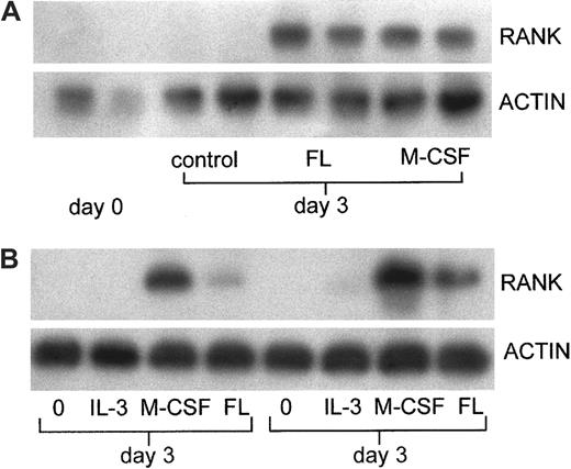 Fig. 2. Induction of expression of mRNA for RANK in hemopoietic cells by FL. / (A) Expression of mRNA for RANK in bone marrow cells incubated with FL. Expression of RANK mRNA was analyzed by RT-PCR. Bone marrow cells nonadherent after 6 hours without cytokine were incubated for 3 days with and without FL (100 ng/mL) or M-CSF (50 ng/mL) before extraction of RNA from adherent cells. (B) Expression of mRNA for RANK in op/op spleen cells incubated with FL. Spleen cells were incubated with and without IL-3 (1 ng/mL), M-CSF (50 ng/mL), or FL (100 ng/mL) for 3 days. RNA was extracted from adherent cells and analyzed by RT-PCR. Results are from 2 separate experiments.