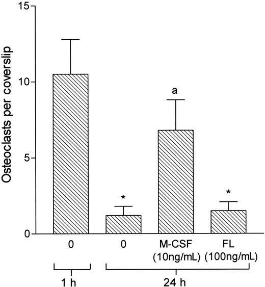 Fig. 4. FL does not support the survival of osteoclasts isolated from rat bone. / Osteoclasts were extracted from the long bones of 2-day-old rats and sedimented onto coverslips for 20 minutes. Nonadherent cells were then washed off, and incubation continued for 1 hour or 24 hours with and without M-CSF or FL. *P < .05 versus 1 hour; a,P < .05 versus 24-hour control.