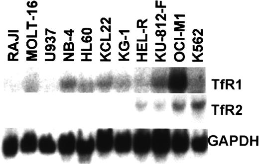 Fig. 1. Northern blot analysis of TfR expression in hematopoietic cell lines. / Total RNA (15 μg) from Raji (B lymphoid), MOLT-16 (T lymphoid), U937, NB4, HL-60, KG-1, KCL22 (myeloid leukemia), HEL-R, OCI-M1, KU-812-F, and K562 (erythroid leukemia) was used to analyze TfR1, TfR2, and GAPDH expression. Levels of TfR1expression in Raji and U937 were relatively low, but their expression was confirmed by a longer autoradiography as well as by a prior study.4
