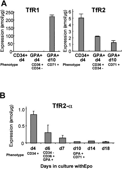 Fig. 3. Levels of expression of TfR1 andTfR2 mRNA during erythroid cell differentiation. / Human erythroid cell populations at different stages of differentiation were analyzed by real-time Q-PCR. Bars show mean ± SD. (A) Levels of TfR1 and TfR2 mRNA were analyzed. CD34+/d4 represents human erythroid cells positively selected for CD34 expression after 4 days in culture. GPA+/d4 and GPA+/d10 represent human erythroid cells positively selected for glycophorin A expression at day 4 and day 10 of culture, respectively. In all these experiments, the cells were cultured in the presence of erythropoietin. (B) Levels ofTfR2-α transcripts were analyzed by means of α-form–specific primers. The CD34+/d4 erythroid progenitors were cultured in the presence of erythropoietin and harvested on different days of culture. The purity and homogeneity of these populations were confirmed by flow-cytometric analysis, and the phenotypes of each population are shown in each panel. The absolute values (attomoles per microgram) of expression shown in panels A and B are not directly comparable, since the cells used in these experiments were from different donors.