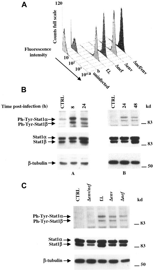 Fig. 1. MDMs infected by HIV activate STAT1 by means of either. / nef or env expression. (A) FACS analysis for the expression of HIV-1 in MDMs 24 hours after challenge. Peripheral blood human MDMs from healthy donors were infected with 10 ng p24 Gag/106 cells of different VSV-G pseudotyped HIV-1 strains, and the percentages of cells expressing HIV-1 were scored 24 hours afterward through intracytoplasmic FACS analysis performed by using a PE-conjugated anti-Gag HIV-1 mAb on cells infected with full-length (fl) HIV-1, or with env,nef, or env/nef deletion mutants. As controls, uninfected cells were labeled with either isotype-matched, unspecific PE-conjugated immunoglobulins (lane a) or with anti-Gag HIV-1 mAbs (lane b). (B) Western blot analysis of phosphotyrosine-STAT1, STAT1, and β-tubulin levels performed on total cell extracts assayed at different times after infection with VSV-G pseudotyped full-length HIV-1 strain. Cell extracts analyzed (A,B) were obtained by pooling simultaneous cell cultures from 4 healthy donors each.(C) Phosphotyrosine-STAT1, STAT1, and β-tubulin levels assayed through Western blots performed on total extracts of cells harvested 8 hours after infection with indicated VSV-G pseudotyped HIV-1 and indicated mutants thereof. Analyses were performed on cell extracts obtained by pooling simultaneous cell cultures from 4 healthy donors. In both panels B and C, specific signals are marked on the left side; kilodaltons of molecular size markers are reported on the right.
