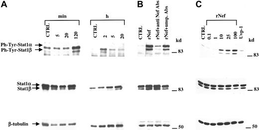 Fig. 2. Human MDMs specifically activate STAT1 on treatment with rNef. / (A) Western blot analysis of phosphotyrosine-STAT1, STAT1, and β-tubulin levels detected on total cell extracts assayed at different times after addition of 100 ng/mL rNef. (B) Phosphotyrosine-STAT1, STAT1, and β-tubulin amounts detected through Western blots performed on total cell extracts of MDMs treated for 2 hours with medium complemented with 100 ng/mL rNef or with the same medium after treatment with anti-Nef–specific antibodies or unspecific, species-matched antibodies, and clearing with protein A-G agarose. (C) Western blot analysis of phosphotyrosine-STAT1, STAT1, and β-tubulin levels detected on total cell extracts of human MDMs after treatment for 2 hours with different doses (ie, 0.1-100 ng/mL) of rNef or with 100 ng/mL rUvp-1. In all panels, analysis on control cell cultures was carried out on cells harvested concurrently with the later time points considered for treated cells. Specific signals are indicated on the left side; molecular size markers (in kilodaltons) are reported on the right.