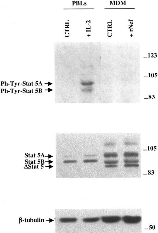 Fig. 3. STAT5 is not activated on rNef treatment of human MDMs. / Phosphotyrosine-STAT5, STAT5, and β-tubulin amounts detected through Western blots performed on total cell extracts of MDMs treated for 2 hours with medium complemented with 100 ng/mL rNef. As controls, analyses of total cell extracts from PBLs nonstimulated or PHA activated and treated for 30 minutes with IL-2 are included. Specific signals are indicated on the left side; molecular size markers (in kilodaltons) are reported on the right.