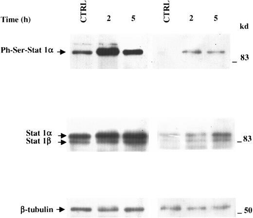 Fig. 5. rNef treatment of MDMs induces Ser727 phosphorylation of STAT1. / Western blot analysis of phosphoserine-STAT1, STAT1, and β-tubulin levels performed on total MDM extracts from 2 healthy donors after treatment for 2 or 5 hours with 100 ng/mL rNef. Analysis on control cell cultures was performed on cells collected concurrently with the later time point considered for treated cells. Specific signals are indicated on the left side; molecular size markers (in kilodaltons) are reported on the right. Analyses on MDMs from 2 different donors are reported.