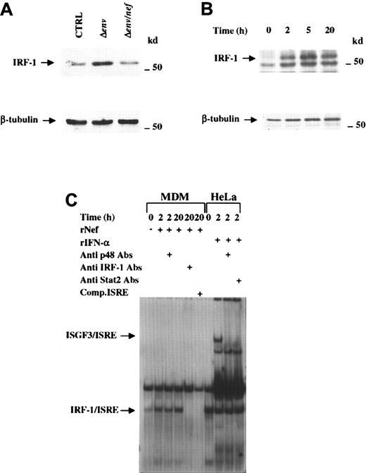 Fig. 6. IRF-1 is induced by Nef. / (A) Western blot analysis of IRF-1 and β- tubulin levels on total cell extracts of MDMs 8 hours after the infection with either Δenv or Δenv/nef (VSV-G) pseudotyped HIV-1. (B) Western blot analysis of IRF-1 and β-tubulin levels on total MDM extracts after treatment with 100 ng/mL rNef for the indicated time intervals. Specific signals are indicated on the left side; molecular size markers (in kilodaltons) are reported on the right. (C) EMSA performed by using total cell extracts from either MDMs treated with 100 ng/mL rNef or HeLa cells treated with 500 IU/mL rIFN-α2b and the32P-labeled ISRE element of the human 2′-5′A synthetase promoter as a probe. Supershifts were performed with anti-STAT2, –IRF-1 or -p48 antibodies. Electrophoretic mobility of both ISGF-3/ISRE and IRF-1/ISRE complexes are indicated on the left side.