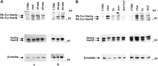 Fig. 7. Nef-induced STAT1 activation in MDMs is mediated by soluble factor release. / (A) Western blot analysis of phosphotyrosine-STAT1, STAT1, or β-tubulin levels performed on total cell extracts of MDMs treated for 30 and 60 minutes with supernatants collected from MDMs of the same donors treated with 100 ng/mL Nef for 2 hours after immunodepletion for the presence of residual rNef. Cell extracts from MDMs treated with supernatants from untreated MDMs (Ctrl) or directly treated for 2 hours with 100 ng/mL rNef served as controls. Cell extracts analyzed (A,B) were obtained by pooling simultaneous cell cultures from 4 healthy donors each. (B) Western blot analysis of phosphotyrosine-STAT1, STAT1, or β-tubulin in MDMs treated with supernatants collected from MDMs infected with VSV-G pseudotyped HIV-1 expressing the full length (fl) or defective HIV-1 genomes. Eight hours after infection, supernatants were clarified from residual viral particles through ultracentrifugation and added to fresh MDMs of the same donors. After an incubation period of 60 minutes, cells were collected and total cell extracts assayed. Cell extracts from MDMs treated with supernatants from uninfected cells (Ctrl) or incubated for 2 hours with 100 ng/mL rNef were used as controls. Analyzed cell extracts were obtained by pooling simultaneous cell cultures from 3 healthy donors. In both panels, specific signals are indicated on the left side; molecular size markers (in kilodaltons) are reported on the right.