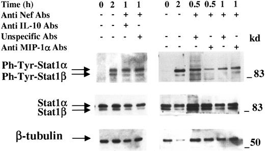 Fig. 8. IL-10 and MIP-1α are not involved in the rNef-dependent STAT1 activation in MDMs. / Western blot analysis of phosphotyrosine-STAT1, STAT1, or β-tubulin carried out on total cell extracts from MDMs incubated for indicated times with supernatants from MDMs treated for 2 hours with 100 ng/mL rNef after rNef and IL-10 or MIP-1α double immunodepletions. After rNef treatment, supernatants of MDMs were collected, clarified, and immunodepleted of residual rNef and of IL-10 or MIP-1α. As control, unspecific, species-matched antibodies were added in part of the supernatants. Immunodepleted supernatants were added to fresh MDMs from the same donors and, after incubations of 30 (for MIP-1α only) and 60 minutes, cells were harvested and total cell extracts assayed. Cell extracts from MDMs treated for 2 hours with supernatants from untreated MDMs (zero time) or with 100 ng/mL rNef served as controls. Analyses were performed on cell extracts obtained by pooling simultaneous cell cultures from 4 healthy donors. Specific signals are indicated on the left side; molecular size markers (in kilodaltons) are reported on the right.