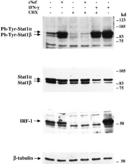 Fig. 9. Cycloheximide pretreatment blocks rNef-induced STAT1 activation. / Western blot analysis of phosphotyrosine-STAT1, STAT1, IRF-1, or β-tubulin on total cell extracts of MDMs pretreated or not with 5 μg/mL cycloheximide and incubated for 2 hours with either 100 ng/mL rNef or 100 IU/mL human IFN-γ for 2 hours. As controls, the analyses were carried out on cell extracts of MDMs treated either for 2 hours with 100 ng/mL rNef or with cycloheximide only. Cell extracts were obtained by pooling simultaneous cell cultures from 4 healthy donors. Specific signals are indicated on the left side; molecular size markers (in kilodaltons) are reported on the right.