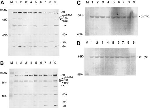 Fig. 3. IL-7 and IL-15 increase c-Myb protein levels in interleukin-starved SeAx cells. / (A) Effects of 10 IL-7. M, marker. Lane 1, 48-hour interleukin-starved SeAx cells. Lane 2, 54-hour interleukin-starved SeAx cells. Lane 3, 54-hour interleukin-starved SeAx cells after 6-hour addition of IL-7. Lane 4, 60-hour interleukin-starved SeAx cells. Lane 5, 60-hour interleukin-starved SeAx cells after 6-hour addition of IL-7. Lane 6, 72-hour interleukin-starved SeAx cells. Lane 7, 72-hour interleukin-starved SeAx cells after 6-hour addition of IL-7. Lane 8, 96-hour interleukin-starved SeAx cells. Lane 9, 96-hour interleukin-starved SeAx cells after 6-hour addition of IL-7. CCS, splice form initially designated as the complete coding sequence; X, unknown c-Myb splice form. (B) Effects of 10 IL-15. M, marker. Lane 1, 48-hour interleukin-starved SeAx cells. Lane 2, 54-hour interleukin-starved SeAx cells. Lane 3, 54-hour interleukin-starved SeAx cells after 6-hour addition of IL-15. Lane 4, 60-hour interleukin-starved SeAx cells. Lane 5, 60-hour interleukin-starved SeAx cells after 6-hour addition of IL-15. Lane 6, 72-hour interleukin-starved SeAx cells. Lane 7, 72-hour interleukin-starved SeAx cells after 6-hour addition of IL-15. Lane 8, 96-hour interleukin-starved SeAx cells. Lane 9, 96-hour interleukin-starved SeAx cells after 6-hour addition of IL-15. (C, D) Corresponding experiments with c-myc gene not regulated by IL-7 and IL-15 (negative control).