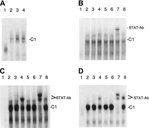 Fig. 4. Binding of STAT factors to a bcl-2 gene promoter element in CTCL cells. / (A) IL-7 and IL-15 stimulate the binding of STAT factors to abcl-2 gene promoter element. Lane 1, unstimulated PBLs. Lane 2, unstimulated SeAx cells. Lane 3, IL-7–stimulated SeAx cells. Lane 4, IL-15–stimulated SeAx cells. (B-D) Identification of the STAT factors binding to the bcl-2 gene promoter element. (B) IL-7– and IL-15–treated SeAx cells (10 U each). (C) Untreated MyLa 2059. (D) Untreated HUT78 cells. Lane 1, nuclear extract from PBLs. Lanes 2 to 8, nuclear extracts from CTCL cell lines. Lane 2, no antibody added. Lane 3, STAT1 antibody. Lane 4, STAT2 antibody. Lane 5, STAT3 antibody. Lane 6, STAT4 antibody. Lane 7, STAT5 antibody. Lane 8, STAT6 antibody.
