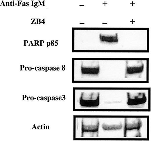 Fig. 7. Effect of anti-Fas antibodies on caspase processing in Jurkat cells. / Jurkat cells were incubated with 50 ng/mL agonistic anti-Fas IgM or 250 ng/mL Fas-blocking antibody ZB4, as indicated above the lanes. After 24-hour incubation, cells were processed for Western blot analysis.