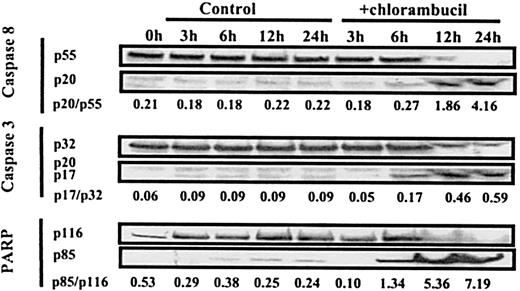 Fig. 9. Time-course of processing of procaspases and PARP in a B-CLL isolate. / B-CLL cells were incubated with no additions or with 165 μM chlorambucil. Samples were processed for Western blot analysis at the times indicated. Procaspase 8 was detected using the Pharmingen antibody. The processed form of caspase 8 was detected using goat polyclonal anti-caspase 8 p20 antibody (sc-6136).