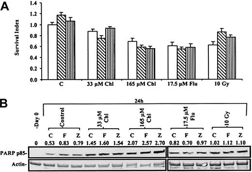 Fig. 10. Actions of anti-Fas antibodies on B-CLL killing. / (A) MTT assay of a B-CLL sample incubated with no antibody (open bars), 50 ng/mL anti-Fas IgM (hatched bars), or 250 ng/mL ZB4 (striped bars) in addition to cytotoxic agents. The absorbance of MTT reduced by the 24-hour control was set at 1, and the viability of treated cells was compared to this value. (B) Western blot of the processing of PARP to p85 PARP in B-CLL cells from same patient after treatment with Chl, Flu, or γ irradiation with or without 50 ng/mL anti-Fas IgM (F) or 250 ng/mL ZB4 (Z).
