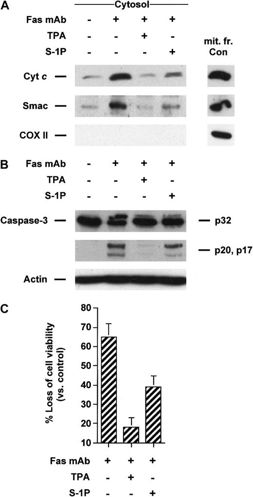 Fig. 1. TPA and S-1P inhibit cyt c and Smac/DIABLO release, caspase-3 activation, and loss of viability induced by anti-Fas in Jurkat cells. / (A) Cytosolic extracts from Jurkat cells treated for 3 hours with 50 ng/mL anti-Fas antibody alone or after pretreatment with 50 nM TPA or 5 μM S-1P for 15 minutes were subjected to 15% SDS-PAGE and immunoblotted with anti–cyt c, anti-Smac/DIABLO, and anti-COX II (cytochrome oxidase serves as a marker for mitochondrial contamination of cytosolic extracts). A mitochondrial extract from nontreated cells (mit. fr. Con) was used as a positive control for cytc, Smac/DIABLO, and COX II. (B) Proteins from duplicate extracts were analyzed by immunoblotting with anti–caspase-3 antibody. The mobilities of the 32-kd precursor (p32) and proteolytically processed forms (p20 and p17) are indicated. Similar results were obtained in 3 independent experiments. (C) Jurkat cells were treated for 5 hours in the conditions described above. Loss of viability was assessed by the MTT assay. Samples were made in quadruplicate. Mean values with standard deviation are shown.
