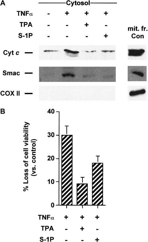 Fig. 2. TPA and S-1P inhibit cyt c and Smac/DIABLO release and cell death induced by TNF-α in U937 cells. / (A) Cytosolic extracts from U937 cells treated for 5 hours with 50 ng/mL TNF-α alone or after pretreatment with 50 nM TPA or 5 μM S-1P for 15 minutes were subjected to 15% SDS-PAGE and immunoblotted with anti-cyt c, anti-Smac/DIABLO, and anti-COX II, as described in Figure 1. (B) U937 cells were treated under the same conditions as described above. Loss of viability was assessed by the MTT assay. Samples were made in quadruplicate. Mean values with standard deviations are shown.