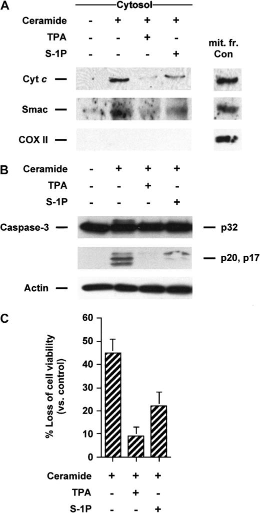 Fig. 3. TPA and S-1P inhibit cyt c and Smac/DIABLO release, caspase-3 activation, and loss of viability in Jurkat cells induced by C6-ceramide. / (A) Cytosolic extracts from Jurkat cells treated for 5 hours with 25 μM C6-ceramide alone or after pretreatment with 50 nM TPA or 5 μM S-1P for 15 minutes were subjected to 15% SDS-PAGE and immunoblotted with anti-cyt c, anti-Smac/DIABLO, and anti-COX II, as described in Figure 1. (B) Proteins from duplicate extracts were analyzed by immunoblotting with anti–caspase-3 antibody. The mobilities of the 32-kd precursor (p32) and proteolytically processed forms (p20 and p17) are indicated. Similar results were obtained in 3 independent experiments. (C) Jurkat cells were treated for 5 hours, as described above. Loss of viability was assessed by the MTT assay. Samples were made in quadruplicate. Mean values with standard deviation are shown.