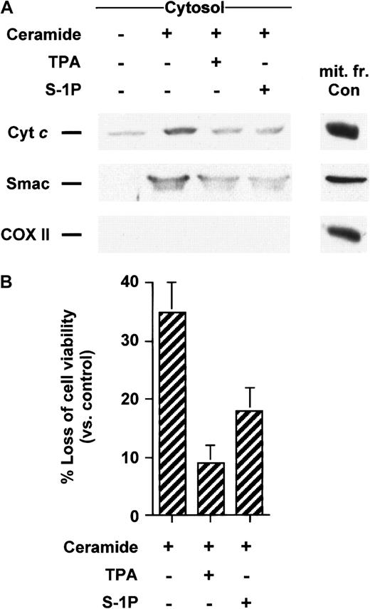 Fig. 4. TPA and S-1P inhibit cyt c and Smac/DIABLO release and cell death in U937 cells induced by C6-ceramide. / (A) Cytosolic extracts from U937 cells treated for 5 hours with 25 μM C6-ceramide alone or after pretreatment with 50 nM TPA or 5 μM S-1P for 15 minutes were subjected to 15% SDS-PAGE and immunoblotted with anti-cyt c, anti-Smac/DIABLO, and anti-COX II, as described in Figure 1. (B) U937 cells were treated as described above. Loss of viability was assessed by the MTT assay. Samples were made in quadruplicate. Mean values with standard deviation are shown.