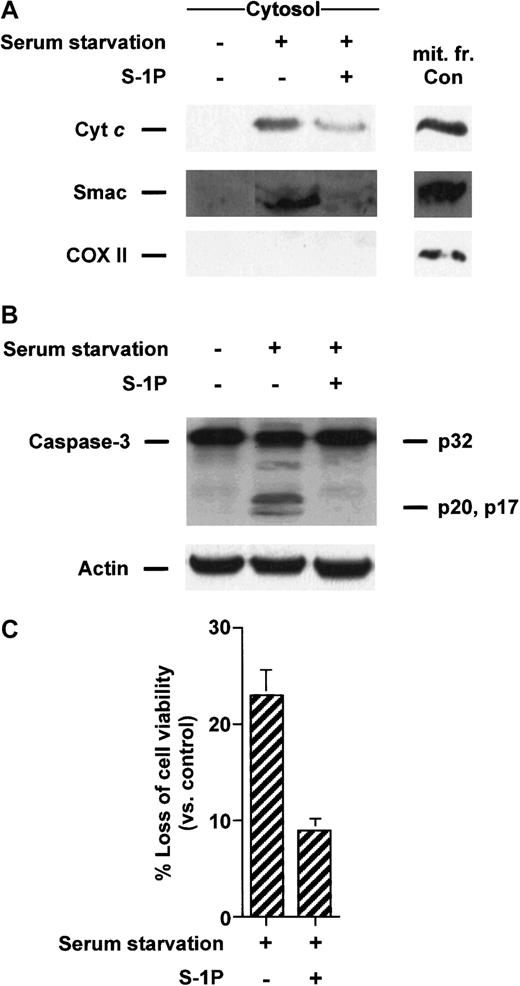 Fig. 5. S-1P inhibits cyt c and Smac/DIABLO release and caspase-3 activation induced by serum deprivation in HL-60 cells. / (A) Cytosolic extracts from HL-60 cells left untreated in the presence or absence of 5 μM S-1P for 8 hours were subjected to 15% SDS-PAGE and immunoblotted with anti-cyt c, anti-Smac/DIABLO, and anti-COX II, as described in Figure 1. (B) Proteins from duplicate extracts were analyzed by immunoblotting with anti–caspase-3 antibody. The mobilities of 32-kd precursor (p32) and proteolytically processed forms (p20 and p17) are indicated. Similar results were obtained in 3 independent experiments. (C) HL-60 cells were treated as described above. Loss of viability was assessed by the MTT assay. Samples were made in quadruplicate. Mean values with standard deviation are shown.