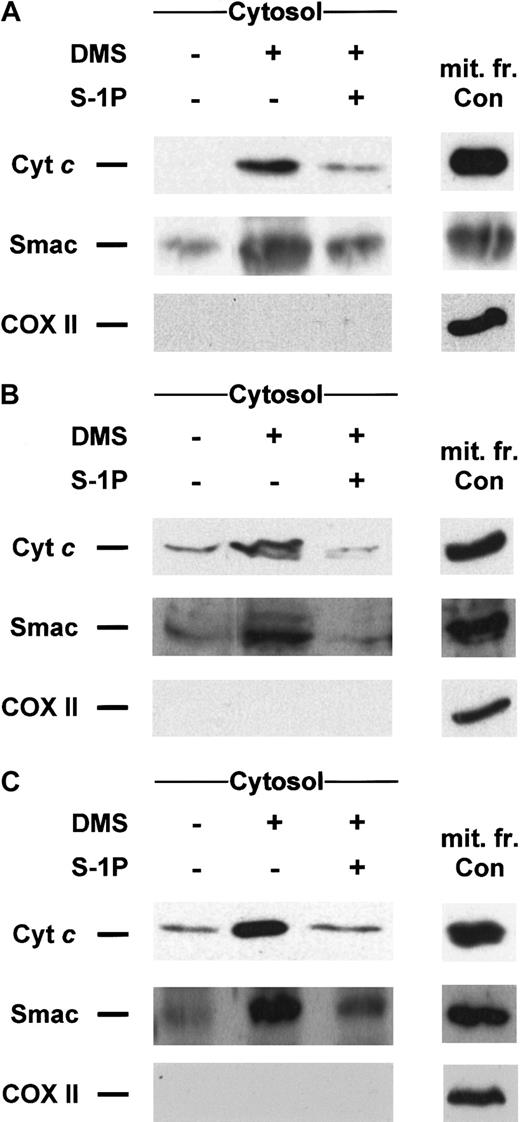 Fig. 6. DMS-induced cyt c and Smac/DIABLO release is suppressed by cotreatment with S-1P. / Cytosolic extracts from Jurkat (A), U937 (B), or HL-60 cells (C) treated for 5 hours (A, B) or 8 hours (C) with 20 μM DMS in the presence or absence of 5 μM S-1P were subjected to 15% SDS-PAGE and immunoblotted with anti-cyt c, anti-Smac/DIABLO, and anti-COX II, as described in Figure 1. Similar results were obtained in 3 independent experiments.