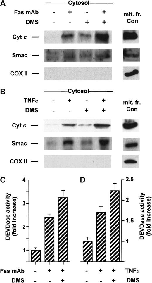 Fig. 7. DMS potentiates cyt c and Smac/DIABLO release and caspase-3 activation induced by cell surface death receptors. / Jurkat (A) or U937 cells (B) were preincubated with 5 μM DMS for 15 minutes and then treated for an additional 3 hours without or with 50 ng/mL anti-Fas antibody or for 5 hours with 50 ng/mL TNF-α, respectively. Cytosolic extracts were subjected to 15% SDS-PAGE and immunoblotted with anti-cyt c, anti-Smac/DIABLO, and anti-COX II, as described in Figure 1. Caspase-3–like activity in duplicate extracts from Jurkat (C) or U937 cells (D) was measured with the fluorogenic substrate Ac-DEVD-AMC. Results are means of 3 independent experiments.