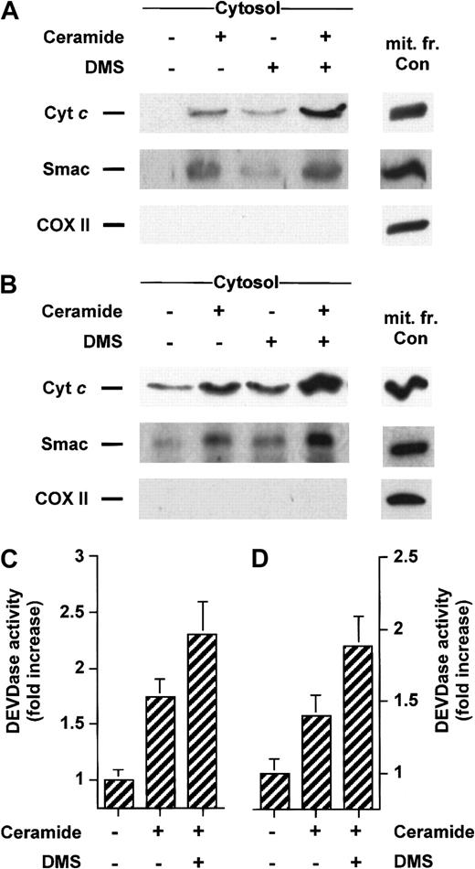 Fig. 8. DMS potentiates cyt c and Smac/DIABLO release and caspase-3 activation induced by ceramide. / Jurkat (A) or U937 cells (B) were preincubated with 5 μM DMS for 15 minutes and then treated for an additional 5 hours without or with 25 μM C6-ceramide. Cytosolic extracts were subjected to 15% SDS-PAGE and immunoblotted with anti-cyt c, anti-Smac/DIABLO, and anti-COX II, as described in Figure 1. Caspase-3–like activity in duplicate extracts from Jurkat (C) or U937 cells (D) was measured with the fluorogenic substrate Ac-DEVD-AMC. Results are means of 3 independent experiments.