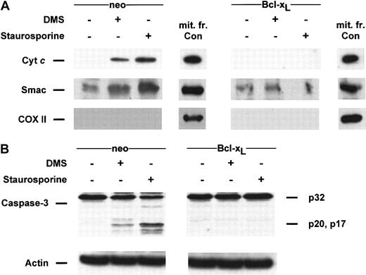 Fig. 9. DMS- and staurosporine-induced cyt c and Smac/DIABLO release and caspase-3 processing are blocked in Bcl-xL–overexpressing Jurkat cells. / (A) Cytosolic extracts from Jurkat/neo or Jurkat/Bcl-xLcells treated with 20 μM DMS or 500 nM staurosporine for 5 hours were subjected to 15% SDS-PAGE and immunoblotted with anti-cytc, anti-Smac/DIABLO, and anti-COX II, as described in Figure1. (B) Proteins from duplicate extracts were analyzed by immunoblotting with anti–caspase-3 antibody. The mobilities of the 32-kd precursor (p32) and proteolytically processed forms (p20 and p17) are indicated. Similar results were obtained in 3 independent experiments.
