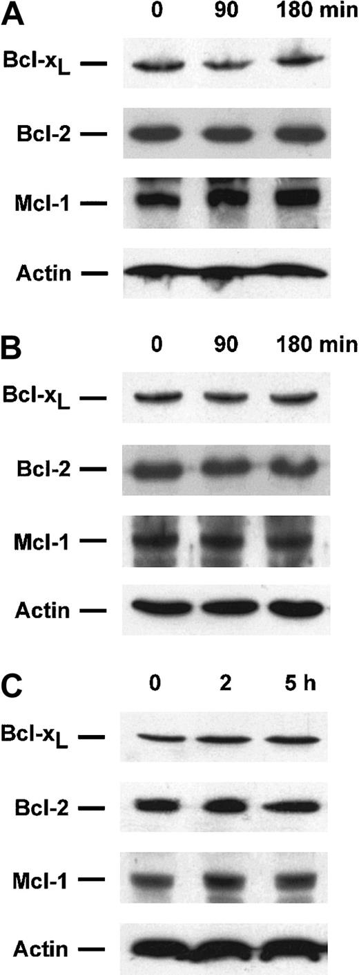 Fig. 10. Sphingosine 1-phosphate treatment does not affect Bcl-2, Bcl-xL, or Mcl-1 levels in Jurkat, U937, and HL-60 cells. / Extracts from Jurkat (A), U937 (B), or HL-60 cells (C) treated for the indicated times with 5 μM S-1P were subjected to 15% SDS-PAGE and immunoblotted with anti-Bcl-2, anti-Bcl-xL, anti-Mcl-1, and actin, as described in Figure 1. Similar results were obtained in 3 independent experiments.