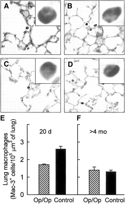 Fig. 1. Lung macrophages are relatively deficient in young but not adult Op/Op mice. / Lung macrophages were visualized in young and adult Op/Op and control mice by using immunohistochemical staining for Mac-3 antigen (A-D) and quantified by morphometric analysis (E-F). Mac-3 staining of lung macrophages was strong and uniform in Op/Op mice aged 20 days (A) and 120 days (C) and in age-matched littermate controls (B,D). (E) Morphometric analysis showed a relative deficiency of lung macrophages in young Op/Op mice compared with controls (n = 6/group; age, 20 days; P < .001). (F) In contrast, numbers of lung macrophages were similar in adult Op/Op mice and controls (n = 11/group; mean age, 165.2 ± 10.3 versus 161.5 ± 9.1 days; P = 0.68; F). In control mice, Mac-3+cell numbers declined with age (P < .0001), whereas in Op/Op mice, they did not (P > .21) (× 100; insets, × 700).