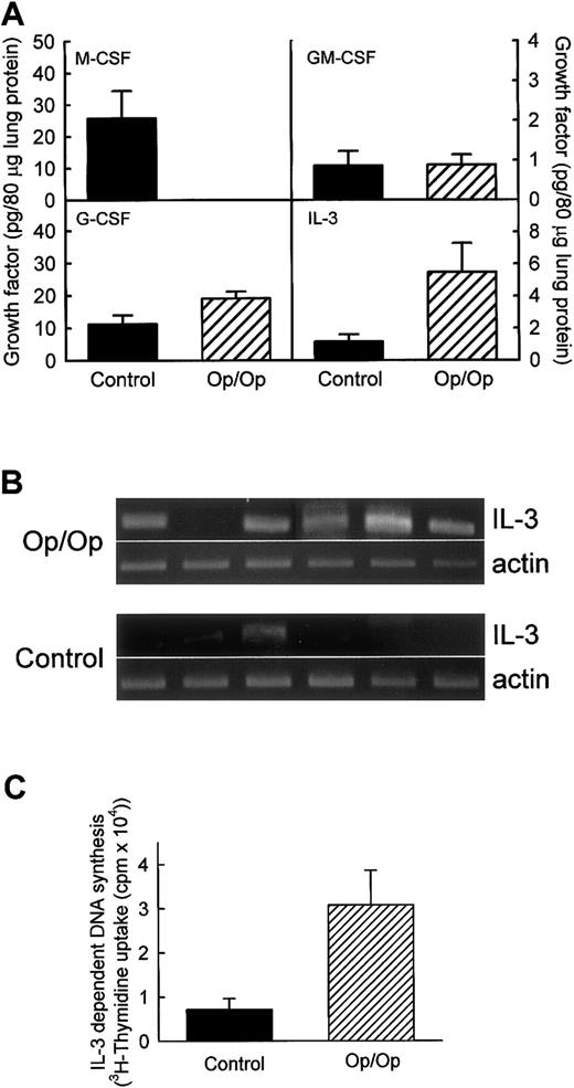 Fig. 3. Expression of colony-stimulating factors is altered in lungs of Op/Op mice. / Expression of other CSFs potentially able to compensate for the M-CSF deficiency in Op/Op mice was evaluated in lung homogenates from Op/Op mice and age-matched littermate controls (n = 6/group for each assay; age, 127.1 ± 22.4 days). (A) Evaluation of cytokine protein levels. M-CSF was readily detected in lungs of control but not Op/Op mice. GM-CSF levels were similar in Op/Op and control mice (P = .97). G-CSF levels were slightly increased in Op/Op mice compared with controls (P = .05). IL-3 levels were significantly higher in Op/Op mice (P = .04). (B) Evaluation of IL-3 mRNA levels. Total-lung RNA was purified and evaluated by using IL-3–specific and β-actin–specific oligonucleotide primers. IL-3 mRNA was detected in the lungs of 5 of 6 Op/Op mice but in only 1 of 6 control mice. In contrast, β-actin mRNA levels were similar in all mice. (C) IL-3 bioactivity. Levels of functional IL-3 in BAL of Op/Op and control mice (n = 6/group) were assessed by stimulation of growth of the IL-3–sensitive M-NSF-60 cell line. Cell growth detected by tritium-thymidine incorporation was increased in Op/Op mice compared with controls when M-NFS-60 cells were incubated with BAL from the animals (P < .02).