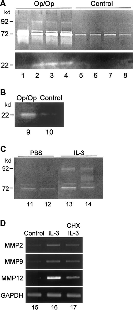 Fig. 6. MMP enzyme activities are elevated in AMs and BAL fluid from Op/Op mice. / BAL fluid and cells were obtained from Op/Op and control mice at 2 months of age and evaluated by zymography. (A) Gelatin zymogram done by using BAL fluid from Op/Op (lanes 1-4) or control (lanes 5-8) mice. Proteolytic activity was elevated in BAL fluid of Op/Op mice at positions corresponding to molecular weights of 92 kd, 72 kd, and 22 kd, which correspond in size to MMP-9, MMP-2, and MMP-12, respectively. All proteolytic activity was inhibited completely by EDTA treatment of gels (not shown). (B) Casein zymogram done by using BAL cell lysates pooled from 4 Op/Op mice (lane 9) or 4 control mice (lane 10) mice. As in the experiment described above, proteolytic activity was inhibited completely by EDTA treatment of gels (not shown). (C) Gelatin zymogram done by using BAL fluid from control mice that received IL-3 or PBS 48 hours before collection. The analyses were done as described above for panel A. Increased proteolytic activity at 92 kd and 72 kd occurred in mice exposed to IL-3 but not in those exposed to PBS. (D) IL-3 stimulation of MMP mRNA transcript levels in murine RAW264.7 macrophages in vitro. Cells were cultured in the absence (lane 15) or presence of IL-3 (100 ng/mL; lane 16) or in the presence of IL-3 and cycloheximide (lane 17) for 3 hours, after which total RNA was isolated and evaluated by RT-PCR using MMP-sequence–specific primers.
