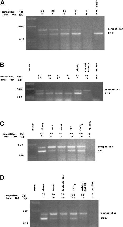 Fig. 1. Detection and quantitation by competitive RT-PCR of Epo mRNA in whole rat testis and in Sertoli and peritubular myoid cells in basal conditions and after hormonal stimuli. / (A) Quantitation of Epo mRNA transcripts in rat testis; 5 μg total RNA from rat testis with the indicated amounts of competitor Epo cRNA was reverse transcribed and amplified; no RNA (negative control), kidney total RNA (positive control). (B) Quantitation of Epo mRNA in CoCl2-stimulated rat Sertoli cells; 10 μg total RNA from primary cultures of rat Sertoli cells, 5 μg from kidney, 10 μg from skeletal muscle, and the indicated amounts of Epo cRNA competitor were reverse transcribed and amplified. Sertoli cells were stimulated with 100 CoCl2 for 18 hours. No Epo transcripts were detected from skeletal muscle (negative control). (C) Detection of Epo mRNA transcripts in rat Sertoli cells; 5 μg total RNA from kidney and testis and 10 μg total RNA from rat Sertoli cells with a standard amount of the competitor (50 fg) were reverse transcribed and amplified. Sertoli cells were incubated for 18 hours with 100 ng/mL FSH and 100 μM CoCl2. (D) Detection of EPO mRNA transcripts in rat peritubular myoid cells; 10 μg total RNA from primary cultures of rat peritubular myoid cells in basal condition and stimulated with 100 μM CoCl2 for 18 hours and 5 μg total RNA from rat kidney were reverse transcribed and amplified.