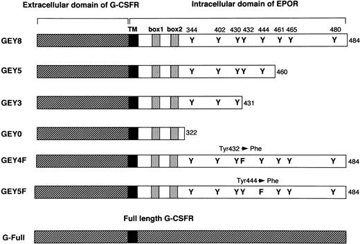 Fig. 1. Schematic structures of G-CSFR–EPOR chimeric receptors. / Schematic structures of G-CSFR–EPOR chimeric receptors are shown. TM, transmembrane domain; Y, tyrosine; F, phenylalanine.