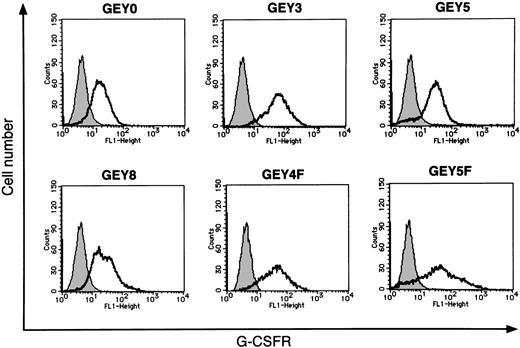 Fig. 2. Flow cytometric analysis of expression of chimeric receptors on the cell surface of UT-7/EPO–derived transfectants. / Parental UT-7/EPO cells and each transfectant were incubated with mouse antihuman G-CSFR antibodies. Then the cells were stained with fluorescein-conjugated rabbit antimouse antibody and analyzed by flow cytometry. The thin line in each panel indicates the expression profile of parental UT-7/EPO cells as a negative control. The thick line in each panel indicates the expression profile of each transfectant.