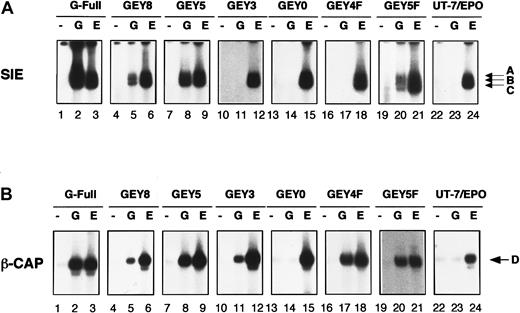 Fig. 3. Activation of Stat proteins by G-CSF through the chimeric receptors. / Parental UT-7/EPO cells and each chimeric clone were starved for 24 hours. Then the cells were stimulated with medium alone (−), 250 ng/mL G-CSF (G), or 10 U/mL EPO (E) for 15 minutes, and nuclear proteins were extracted for EMSA. SIE (A) and β-CAP (B) probes were used for detection of Stat1 and Stat3 DNA-binding activities, and Stat5 DNA-binding activity, respectively. Arrows A, B, and C indicate a homodimer of Stat3, a heterodimer of Stat1α and Stat3, and a homodimer of Stat1α, respectively.13 Arrow D indicates the Stat5 homodimer.13