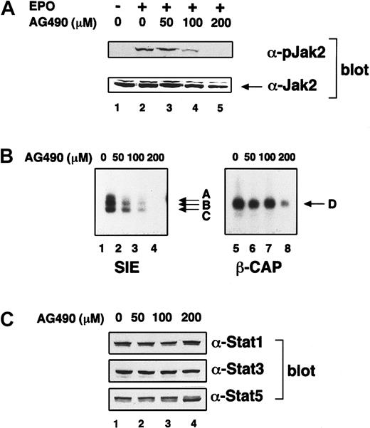 Fig. 5. Jak2 is involved in EPO-induced Stat1 and Stat3 activation. / (A) The effect of AG490 on EPO-induced activation of Jak2. UT-7/EPO cells were starved for 8 hours and subsequently treated with the indicated concentration of AG490. Then, 16 hours later, the cells were stimulated with EPO (10 U/mL) for 7 minutes, and the supernatants were resolved by sodium dodecyl sulfate–polyacrylamide gel electrophoresis and electroblotted onto a polyvinylidene fluoride membrane. Next, the membrane was blotted with antiphosphoJak2 antibody. The same membrane was stripped and reblotted with anti-Jak2 antibody to confirm equal loading of protein. (B) The effect of AG490 on EPO-induced Stat1 and Stat3 activation. UT-7/EPO cells were starved for 8 hours and subsequently treated with the indicated concentration of AG490. Then, 16 hours later, the cells were stimulated with EPO (10 U/mL) for 15 minutes, and the nuclear fractions were extracted for EMSA. (C) The effect of AG490 on expression of Stat proteins. UT-7/EPO cells were starved for 8 hours and subsequently treated with the indicated concentration of AG490. Then, 16 hours later, the cells were stimulated with EPO (10 U/mL) for 15 minutes, and total cell lysates were prepared for Western blotting with each anti-Stat antibody.