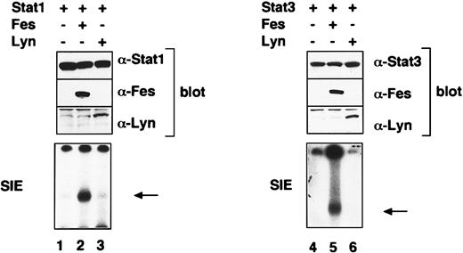 Fig. 6. Fes activates Stat1 and Stat3 in 293T cells. / The 293T cells were transfected with the indicated combination of expression vectors containing Stat1, Stat3,lyn, or c-fes cDNAs and, 48 hours later, harvested for extraction of total cell lysates and nuclear fractions. The activated Stat bands are indicated by arrows.