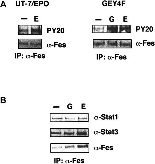 Fig. 7. Fes is activated by EPO stimulation and constitutively associates with Stat1 and Stat3. / (A) Phosphorylation of Fes by EPO stimulation in UT-7/EPO (left panel) or UT-7/EPO/GEY4F cells (right panel). EPO-starved cells were stimulated with EPO (10 U/mL) or G-CSF (200 ng/mL) for 7 minutes, and the cell lysates were prepared for immunoprecipitation with anti-Fes antibody. Western blotting analysis was performed by using antiphosphotyrosine (PY-20) or anti-Fes antibody. (B) Complex formation of Fes, Stat1, and Stat3. EPO-starved cells were stimulated with EPO (10 U/mL) for 7 minutes, and the cell lysates were prepared for immunoprecipitation with anti-Fes. Western blotting analysis was performed by using antibodies against Stat1, Stat3, or Fes.