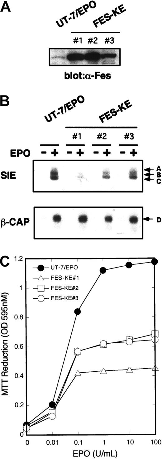 Fig. 8. Fes is involved in EPO-induced cell growth in UT-7/EPO cells. / (A) The expression of Fes in the transfectant clones. UT-7/EPO cells were transfected with expression vector containing the kinase-negative form of c-fes cDNA. Three neomycin-resistant clones were chosen, and the expression of the dominant-negative form of Fes was monitored by Western blotting. (B) The effect of the dominant-negative form of Fes on EPO-induced Stat1 and Stat3 activation. The parental UT-7/EPO and the transfectant cells were starved of cytokine for 24 hours and then stimulated with EPO (10 U/mL) for 15 minutes. Nuclear extracts were analyzed by EMSA using SIE and β-CAP probes. (C) The growth response curve of parental UT-7/EPO and the transfectant cells expressing the mutant FES. MTT reduction assay was performed after 3 days of culture. The values represent the mean ± SD from triplicate cultures.