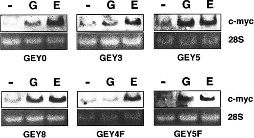 Fig. 10. Tyr432 (Y4) on human EPOR is important for. / c-myc gene induction. UT-7/EPO cells having series of chimeric receptors were starved for 24 hours and then exposed to EPO (10 U/mL) or G-CSF (250 ng/mL). One hour later, total cellular RNA was isolated and subjected to Northern blot analysis for c-myc mRNA expression. Ethidium bromide staining of the gels is shown as a loading control.