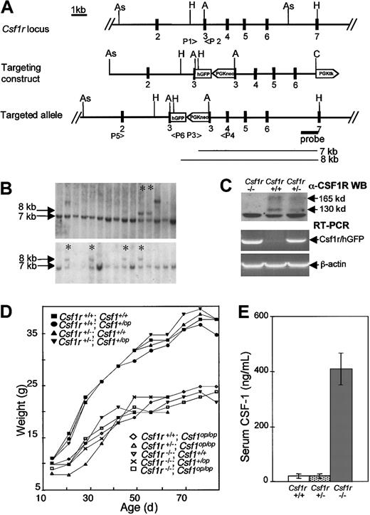 Fig. 1. Targeted disruption of the mouse. / Csf1r gene: decreased growth rate and increased circulating CSF-1 inCsf1r−/Csf1r−mice. (A) The targeted region of the Csf1r gene, theCsf1r gene-targeting vector, and the correctly targeted allele, showing exons 1 to 7, restriction enzyme sites (As,AseI; H, HindIII; A, ApaI; C,ClaI), PCR primers used (P1-P6, see text), the in-frame humanized green fluorescent protein (hGFP) sequence and the neomycin resistance (PGKneo) and thymidine kinase (PGKtk) cassettes above the flanking intron 7 probe were used to identify the 7-kb wild-type allele and 8-kb targeted allele HindIII fragments depicted below it. (B) Southern blot analyses of the DNA from individual G418 and gancyclovir-resistant ES cell clones using the probe shown in A. Asterisks mark clones possessing the correctly targeted allele. (C) Anti–CSF-1R Western blot analysis of BMM (upper panel). The molecular masses of the mature CSF-1R (165 kDa) and its precursor (130 kDa) are indicated. RT-PCR of BMM RNA with primers P5, P6 (A) specific for the targeted allele (middle panel) and control primers for β-actin (lower panel) are shown. (D) Growth curves of progeny of double heterozygote (Csf1r+/Csf1r−;Csf1+/Csf1op×Csf1r+/Csf1r−;Csf1+/Csf1op) crosses (n ≥ 5 for each genotype). (E) Serum CSF-1 concentration determined by a radioimmunoassay that selectively detects biologically active CSF-1 (± SD; n ≥ 5 for each genotype).