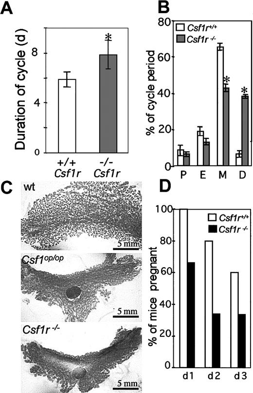 Fig. 7. Reproductive phenotype of. / Csf1r−/Csf1r−mice. (A) Duration of estrus cycle in virgin female mice (5 mice per genotype, 8 cycles/mouse, ± SD). (B) Percentage time in proestrus (P), in estrus (E), in metestrus (M), and in diestrus (D) (± SD). (C) Whole-mount alum-carmine staining of the 4th inguinal mammary gland from 18-day pregnant mice. All panels are at the same magnification, approximately only one third of the wild-type gland is shown. LN indicates lymph node. (D) Percentage of successful pregnancies resulting from the consecutive daily mating of wild-type (open) andCsf1r−/Csf1r−(filled) male mice with superovulated virgin female mice. *Indicates significantly different from wild type; wt, wild type.