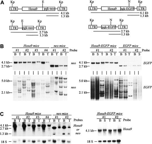 Fig. 1. Demonstration of high-level regeneration of transplantation chimeras by retrovirally transduced cells. / (A) Diagrammatic representation of the integrated Hoxa9 and control proviruses used in this study. The expected sizes of the full-length LTR- and pgk-driven viral transcripts are shown. Restriction sites indicated are KpnI (Kp), EcoRI (E), and NcoI (N). (B) Southern blot analyses of genomic DNA isolated from the bone marrow, spleen, and thymus of Hoxa9and control chimeras. DNA was digested with KpnI to release the integrated Hoxa9-neo (4.1 kb), Hoxa9-EGFP(4.1 kb), neo (2.7 kb), and EGFP (2.7 kb) control viruses (upper panel). The DNA was also digested with eitherEcoRI or NcoI that cuts the integratedHoxa9 and neo or the Hoxa9-EGFP andEGFP proviruses once, respectively, thus generating a unique fragment for each proviral integration site (lower panel). The membranes were hybridized with a neo probe to detect theHoxa9-neo and neo proviruses and anEGFP probe to detect Hoxa9-EGFP andEGFP proviruses. (C) Northern blot analysis of total RNA (10 μg) isolated from bone marrow, thymus, and/or spleen of some of the mice described in panel B. The Hoxa9 probe detects the expected viral LTR-driven Hoxa9 messages and theneo probe both the LTR- and pgk-driven viral messages, as depicted in panel A. B indicates bone marrow; S, spleen; T, thymus.