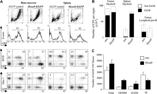 Fig. 2. Overexpression of. / Hoxa9 in the transplantation chimeras enhances myelopoiesis and suppresses B lymphopoiesis. (A) Flow cytometric analysis of hematopoietic cells from bone marrow and spleen of representative EGFP control and Hoxa9-EGFP mice 4 weeks after transplantation. For all dot-plots analyzed, EGFP expression is shown on the x-axis and that of Mac1 or B220 on the y-axis. Hoxa9 overexpression led to a significant increase in mature GFP+/Mac1+ myeloid cells in the bone marrow (Mac1+ myeloid cells ranged from 53%-56% as compared with 32%-38% for control GFP mice, n = 3 per group, P = .02) and a decrease in GFP+/B220+ (range 13%-25%) forHoxa9 mice compared to GFP controls (range 24%-38%,P = .05). (B) Results shown are the means ± SD of the numbers of transduced (G418r) and untransduced in vitro myeloid CFCs in bone marrow and spleen and of bone marrow pre-B CFCs in 4 neo and 4 Hoxa9 chimeras. (C) Analysis of the types of transduced (G418r) myeloid CFCs present in the bone marrow of Hoxa9 and neo chimeras. Well-isolated day 12 G418r colonies were randomly picked and examined after Wright-Giemsa staining. Results are expressed as the means ± SD of the colony types generated from bone marrow of 4Hoxa9 and 4 neo chimeras (20 colonies analyzed for each mouse). The granulocyte-erythrocyte-macrophage-megakaryocyte (GEMM) and granulocyte and granulocyte-macrophage (G/GM) colonies were significantly increased and the macrophage (M) significantly decreased in the Hoxa9 mice compared with the neocontrol mice.