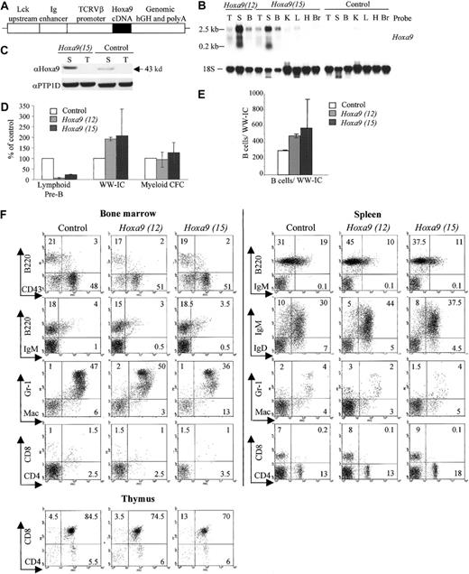 Fig. 3. The numbers of lymphoid pre-B CFCs are severely reduced in. / Hoxa9 transgenic mice. (A) Diagrammatic representation of the integrated Hoxa9 containing pLIT3 vector. This vector contains the full-length Hoxa9 cDNA, whose transcription is driven by the TCRVβgene, coupled to the μIgH chain enhancer and a fragment of the lck gene proximal promoter.19Sequences from the hGH gene, including splice sites and polyadenylation signal, are downstream of the Hoxa9 cDNA and are included in the primary transcript. (B) Total cellular RNA (10 μg) from the indicated tissues of homozygous mice from the 2Hoxa9 transgenic lines (12 and 15) and control littermates were analyzed by northern blot for the expression of theHoxa9 transgene using the full-length Hoxa9 cDNA as a probe. The expected 2.5 kb transgene transcript is detected mainly in bone marrow (B), spleen (S), and thymus (T), with low expression in lung (L), but is nondetectable in the kidney (K), heart (H), and brain (Br) tissues. A smaller transcript of 0.2 kb was detected in the spleen of both transgenic Hoxa9 lines. (C) Western blot analyses of total cell extracts from spleen (S) and thymus (T) obtained from transgenic Hoxa9 and control mice. Hoxa9 (upper panel) and PTP1D (loading control, bottom panel) levels are shown. (D) Evaluation of the numbers of lymphoid pre-B CFCs, WW-ICs, and myeloid CFCs in bone marrow of homozygous Hoxa9 transgenic mice. Results (mean ± SD) indicate percentages compared with controls (set at 100%) for 3 Hoxa9-12 and 3 Hoxa9-15 transgenic mice. (E) WW-IC–derived B220+ cells (at limiting dilution) were counted at day 21 of culture and are not statistically different (P < .13, 1-tailed Student t test with unequal variance, n = 4 mice in each group) between transgenics and controls. (F) Flow cytometric analysis of bone marrow, spleen, and thymic cells from the homozygous Hoxa9 transgenic mice.